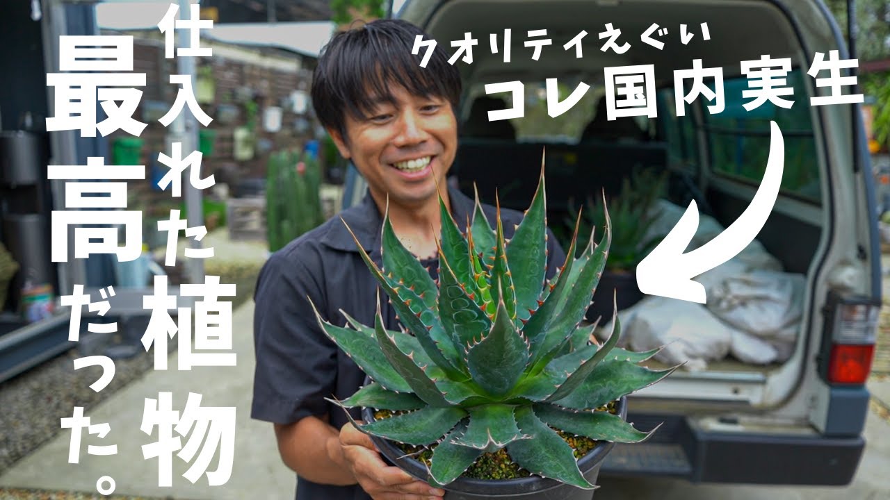 国内実生の“えぐい”植物たくさんゲット🔥　超流通量の少ないアガベもゲット。