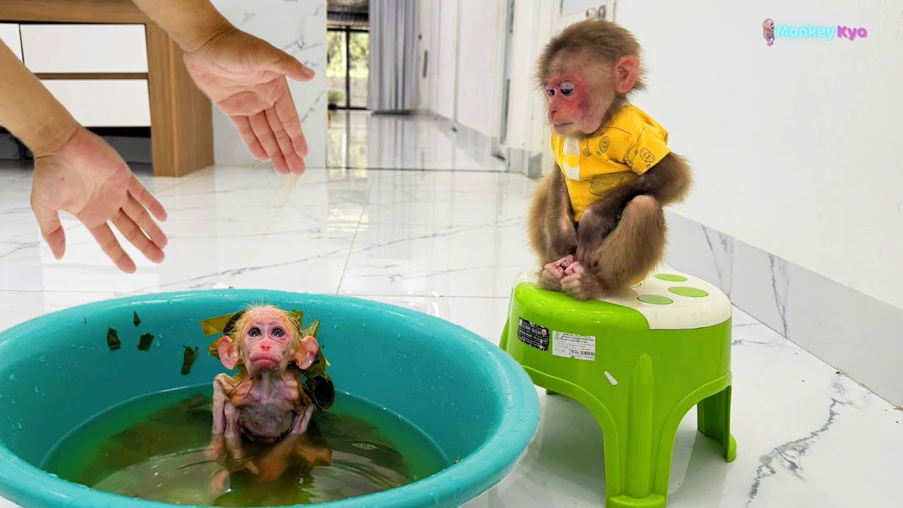 Baby monkey BuNa has a rash all over &mdash; Will her Dad&rsquo;s special leaves help?