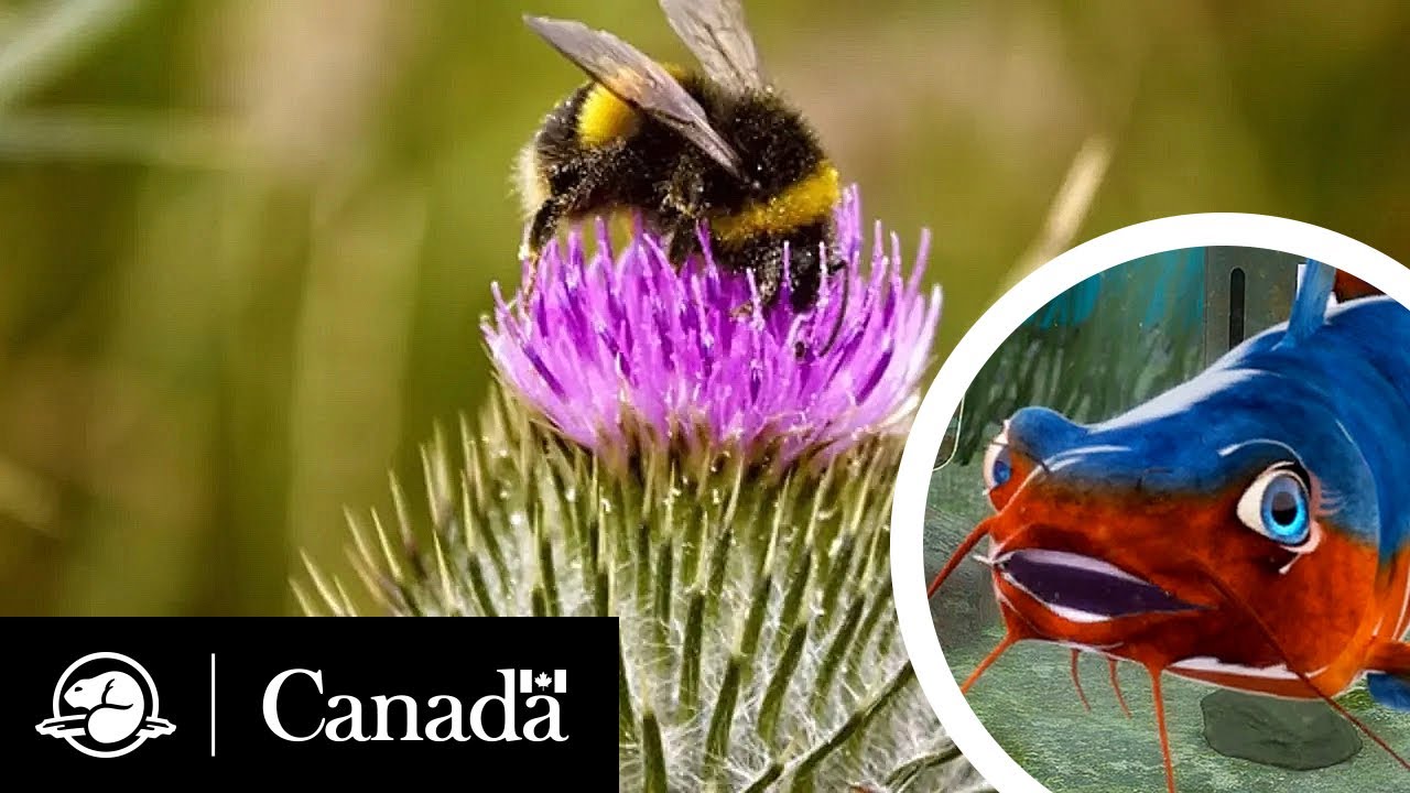 Plante ou pollinisateur? | Qu&rsquo;est-ce qui bourdonne? avec L&eacute;o | Parcs Canada