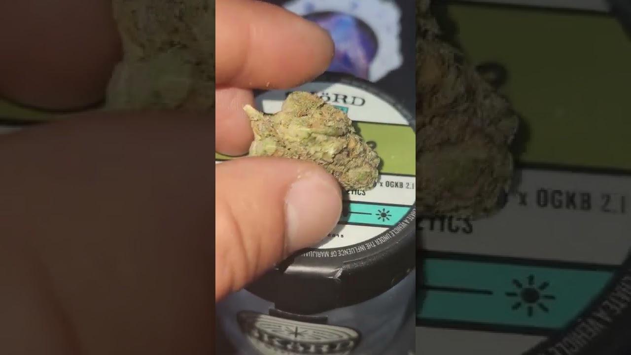 dbkb #42 - skord marijuana - bred by in house genetics