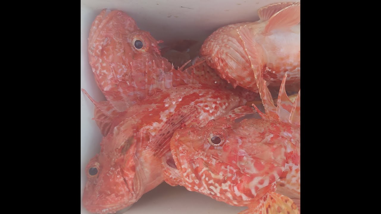 Pesca inchiku cabracho mediterráneo Mallorca a fondo spydro cap roig, gallineta, scorfano, o chèvre