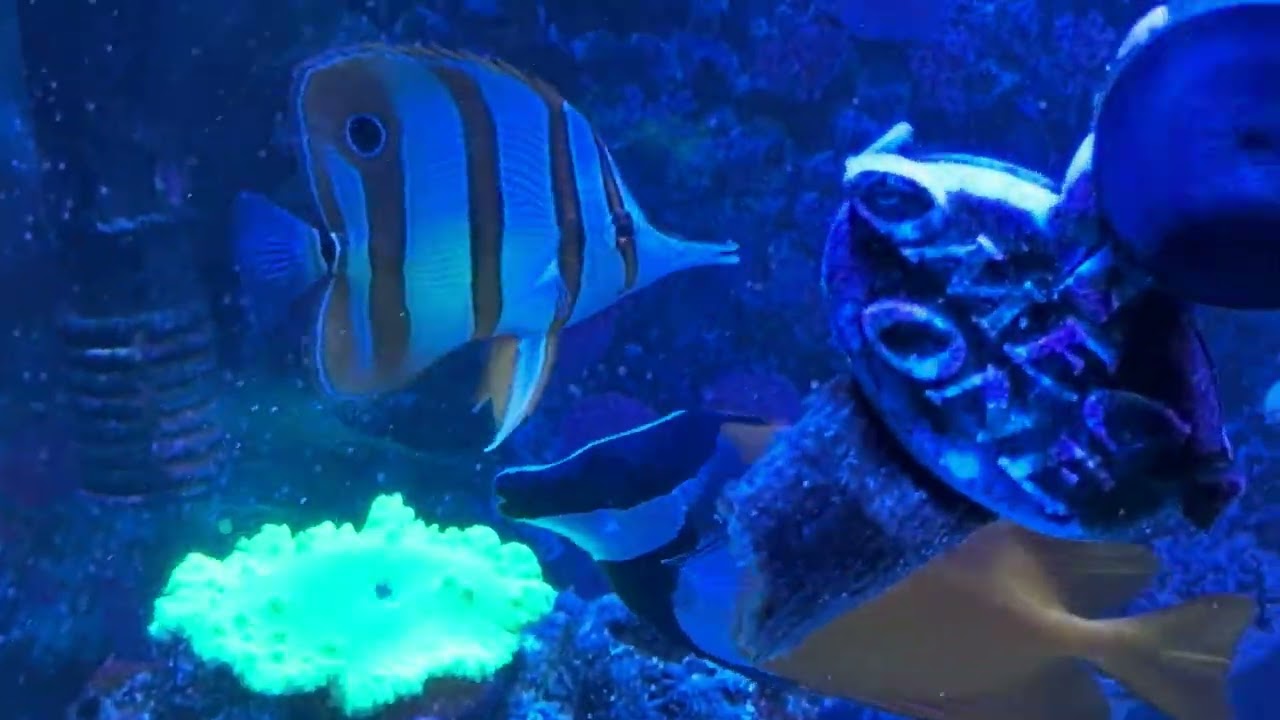 New corals and Butterfly fish!