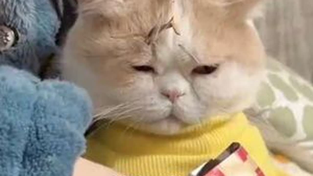 #萌宠 #宠物猫 #猫咪 #可爱萌宠 #毛孩子