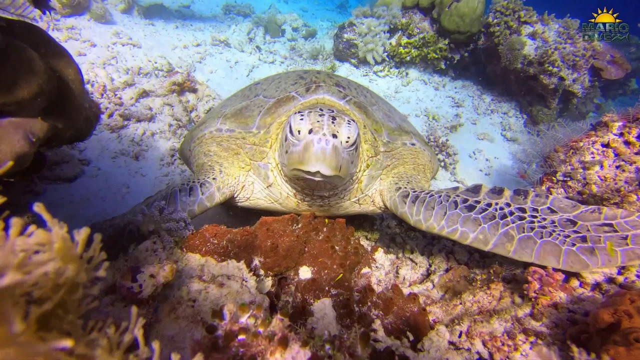 SIPADAN 2017 - kolejna wyprawa mariodive.pl do Malezji