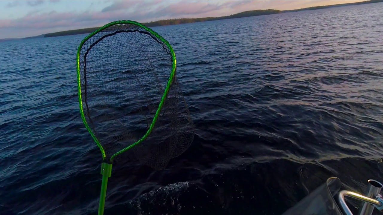 4,1 kg järvilohi Vuohijärvestä 2018