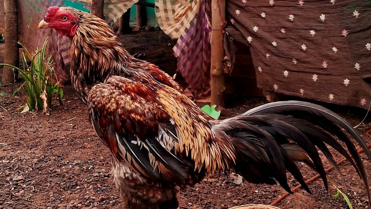 #Raj&RajuFarm  UPDATE #Mini Aseel Farm on Terrace #roosterfarm #pets #gokavaram 