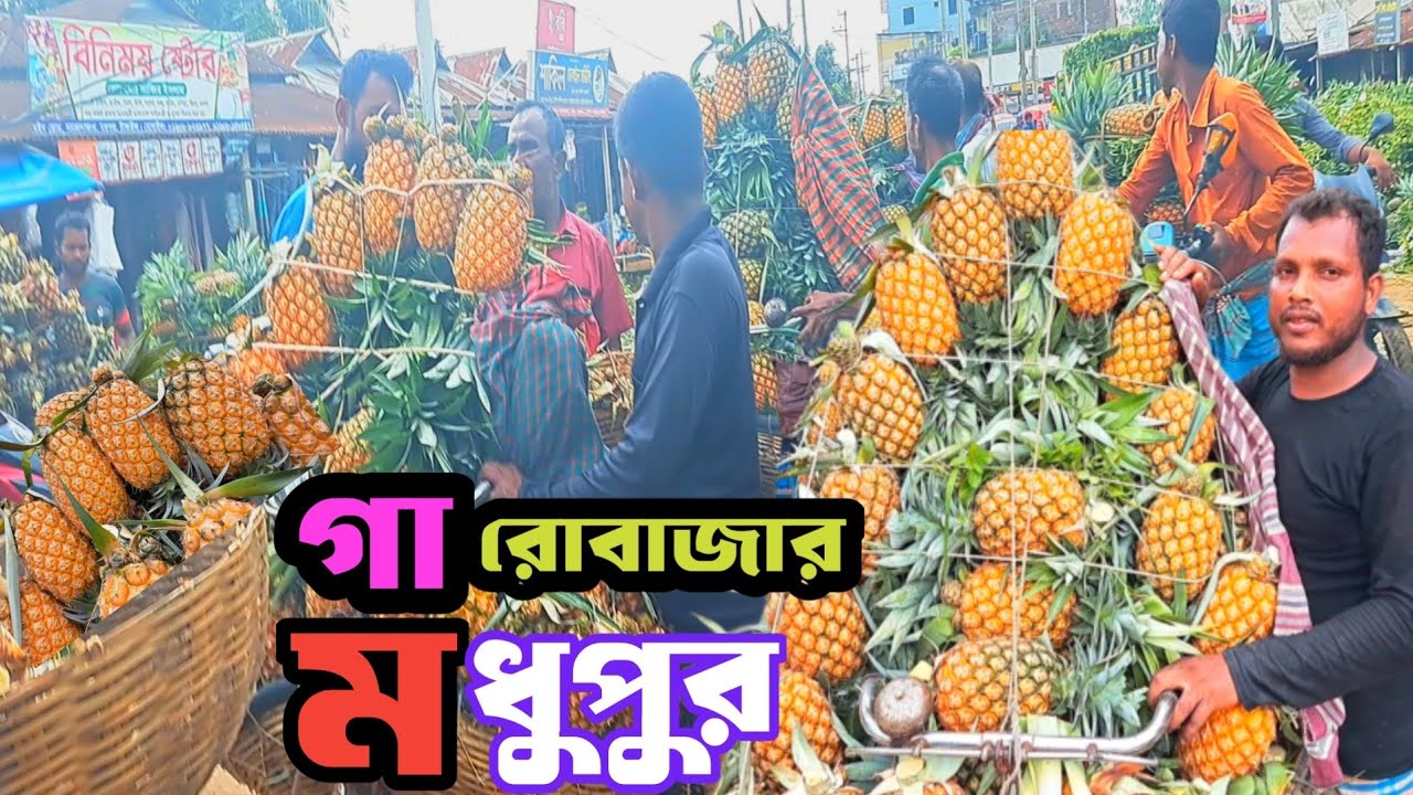 গারোবাজার পাইকারি আনারসের হাট, মধুপুরের আনারস, টাঙ্গাইলের বিখ্যাত জি আই পণ্য আনারস।