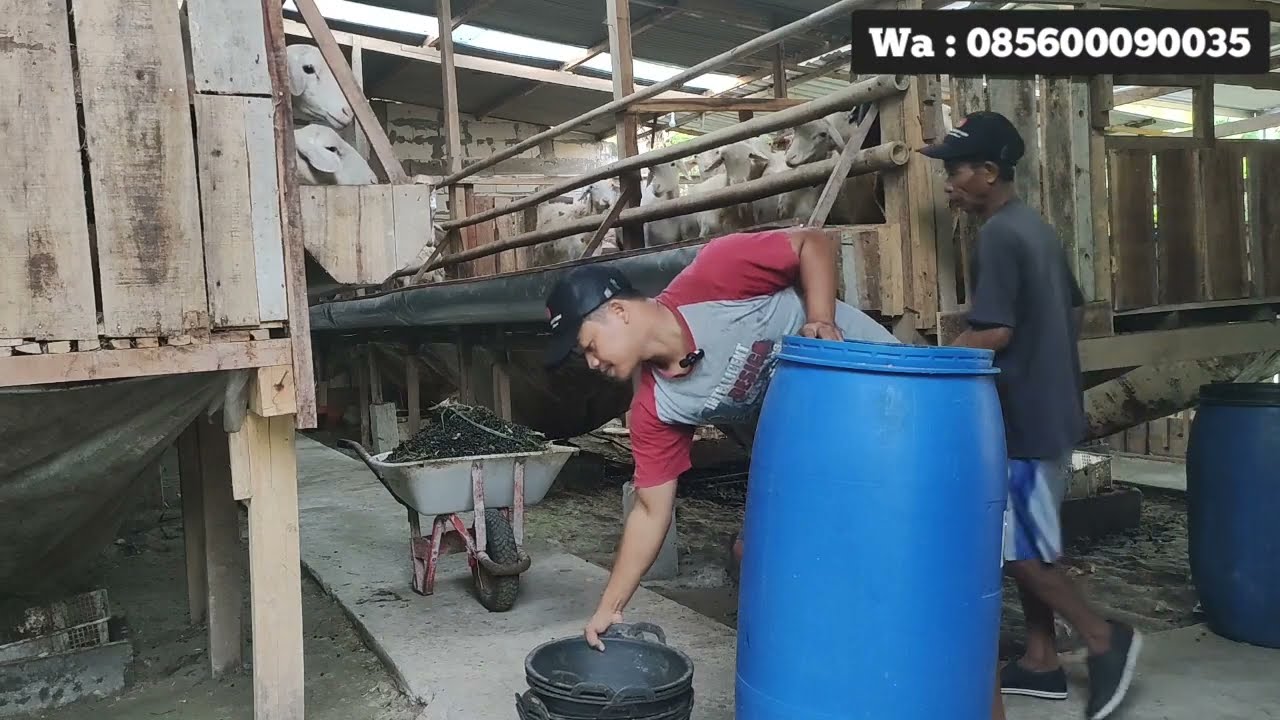 JANGAN TERGANTUNG PAKAN PABRIKAN...!!! Pemberian konsentrat buatan sendiri untuk domba