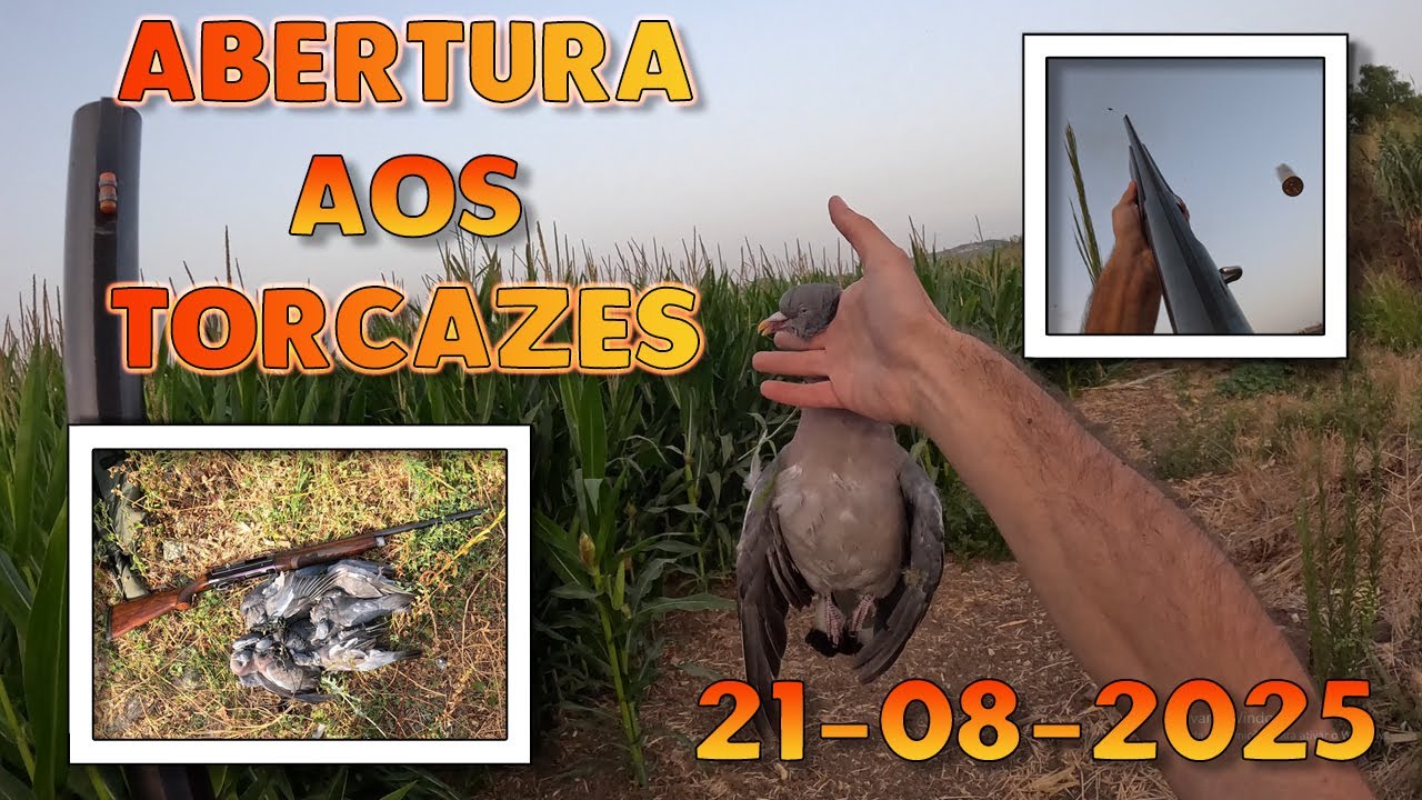 Abertura aos Pombos Torcazes Época 25/26 - Caça aos Torcazes de Verão (21-08-2025)