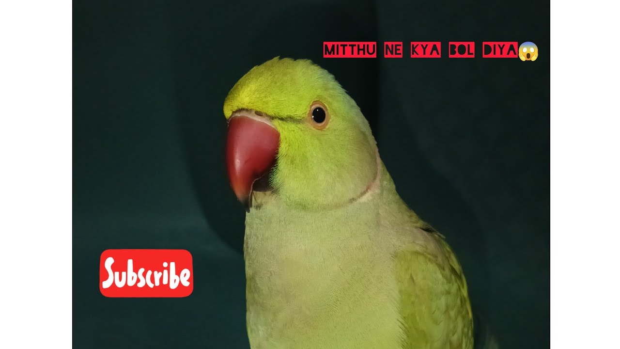 Mitthu ka jawab sun kar sab hairaan reh gaye 😮😱🦜 | Talking Parrot Cute Video #viral#explore#shorts 