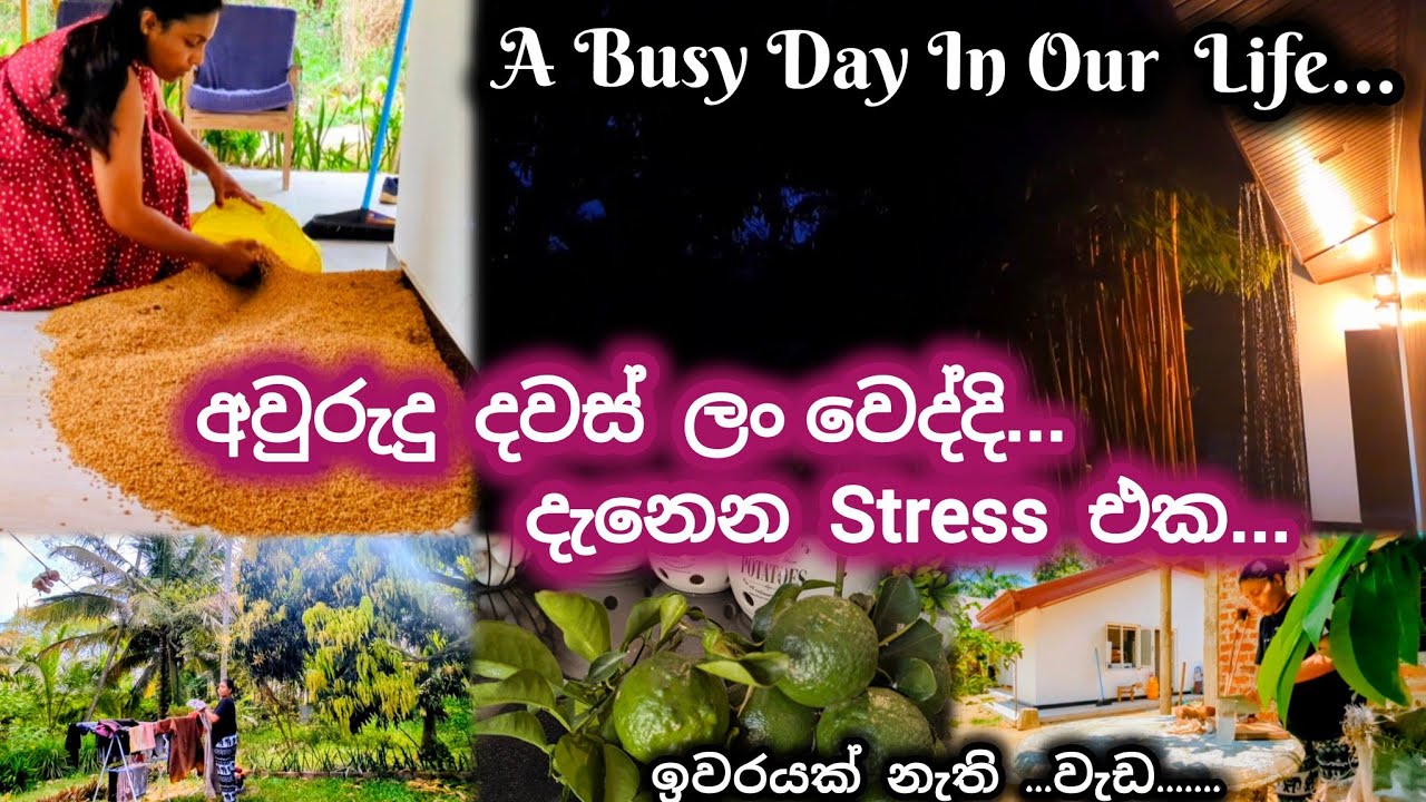 සතුටු දවස් පස්සෙන් එන ඒ Stress එක🌼හැමදේම බැරිවෙයි🌼A Productive day of Sri lankan Family 🇱🇰  🌼