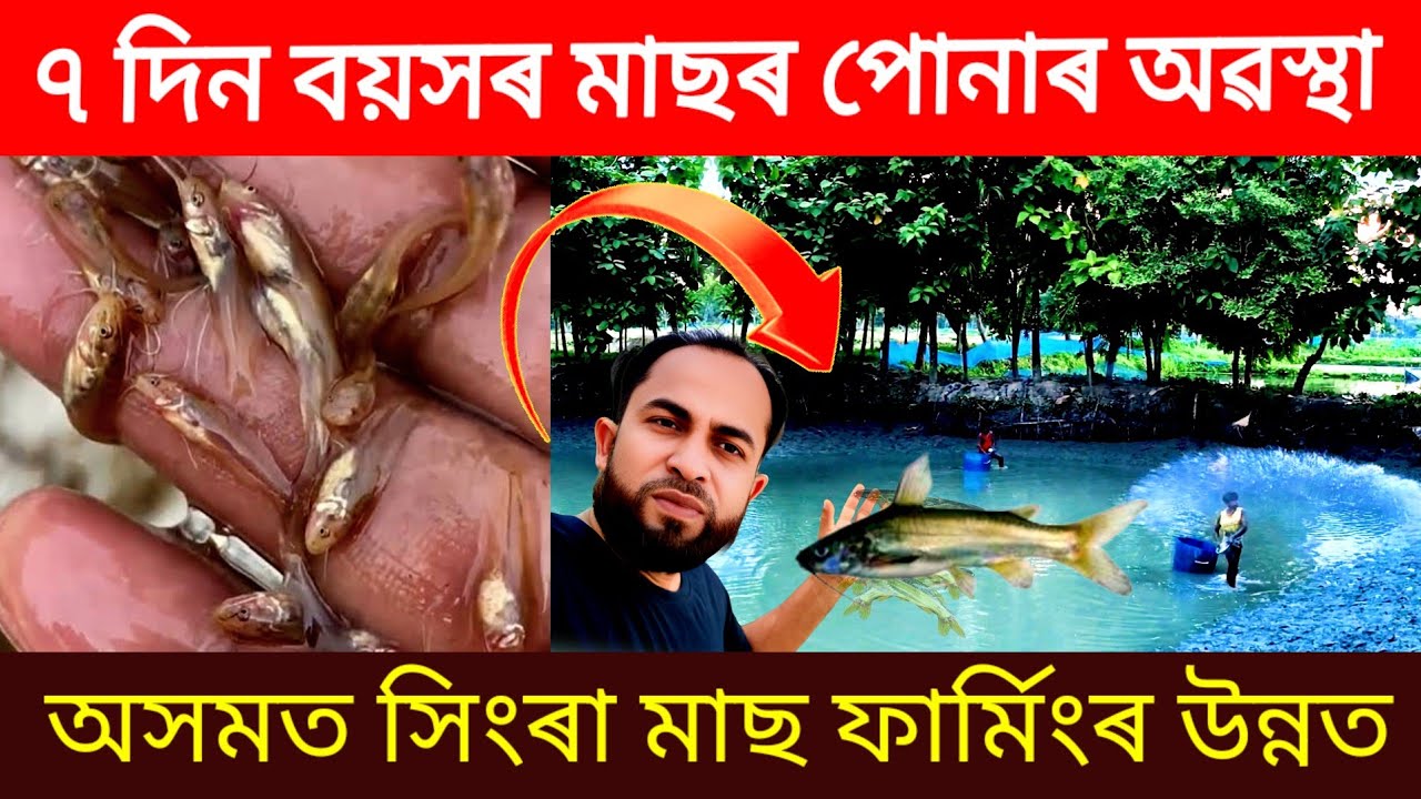 ৭ দিন বয়সৰ মাছৰ পোনাৰ অৱস্থা // Assam fish Hatchery // Fish Farming // Catfish farming in Assam 