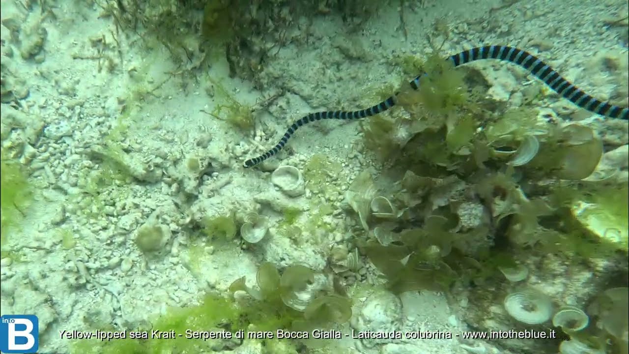 Colubrine sea krait - Serpente di mare Bocca Gialla - Laticauda colubrina - www.intotheblue.it