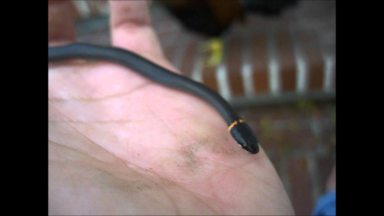 I found a baby snake!