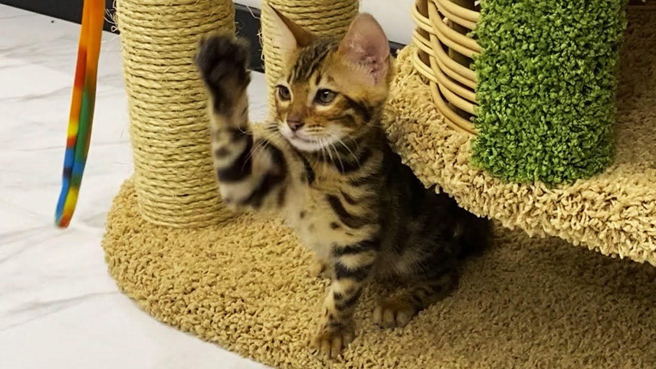 ЗАВЕЛ БЕНГАЛЬСКОГО КОТА!