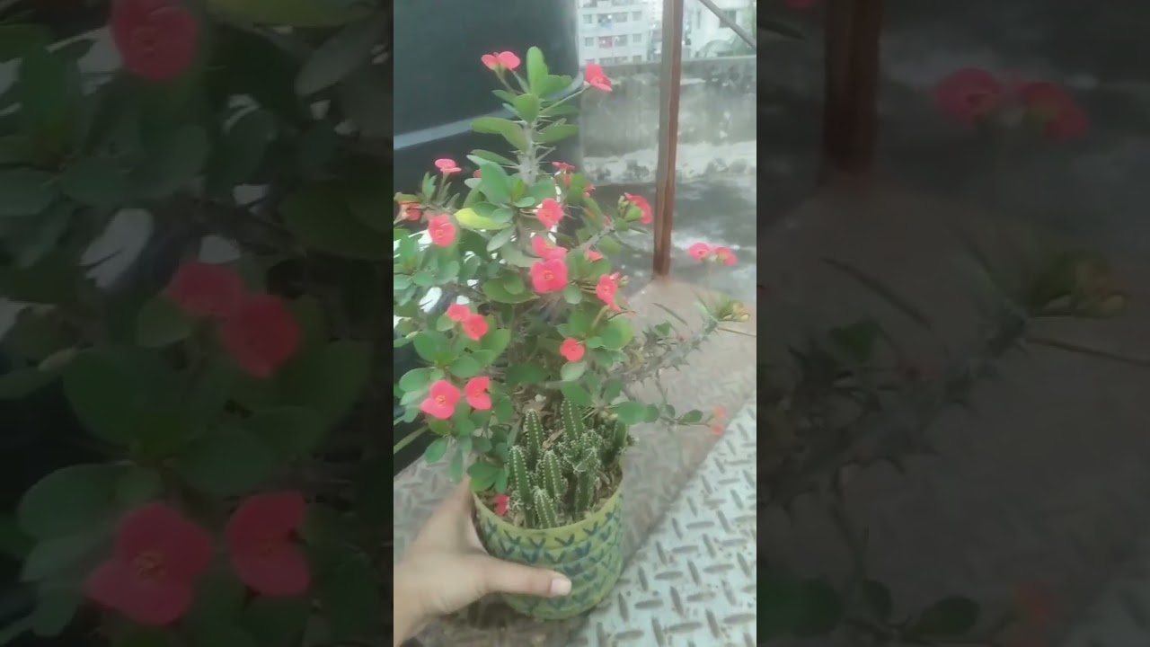 mili flower / kata mukut 