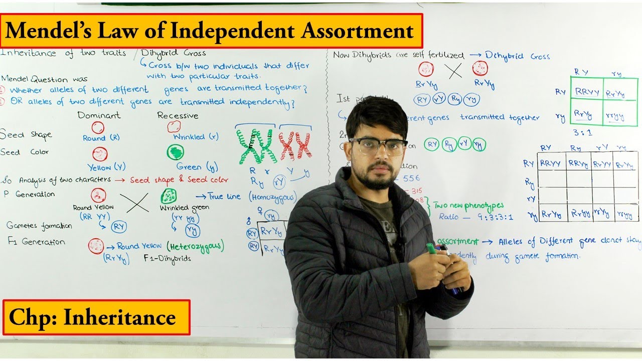 Inheritance of two Traits / Dihybrid cross | Mende Law of independent Assortment | Genetics
