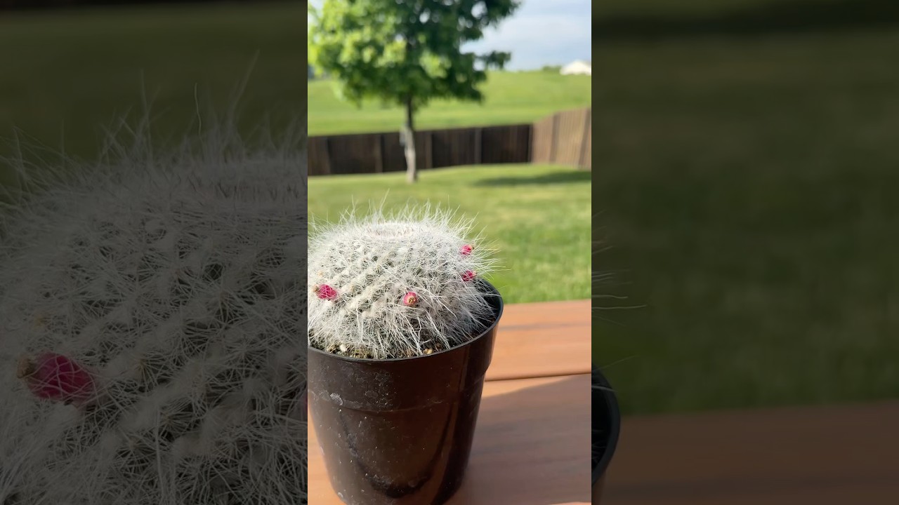 Growing bebe cactus from seed can be easy enough #growingplants #cactus