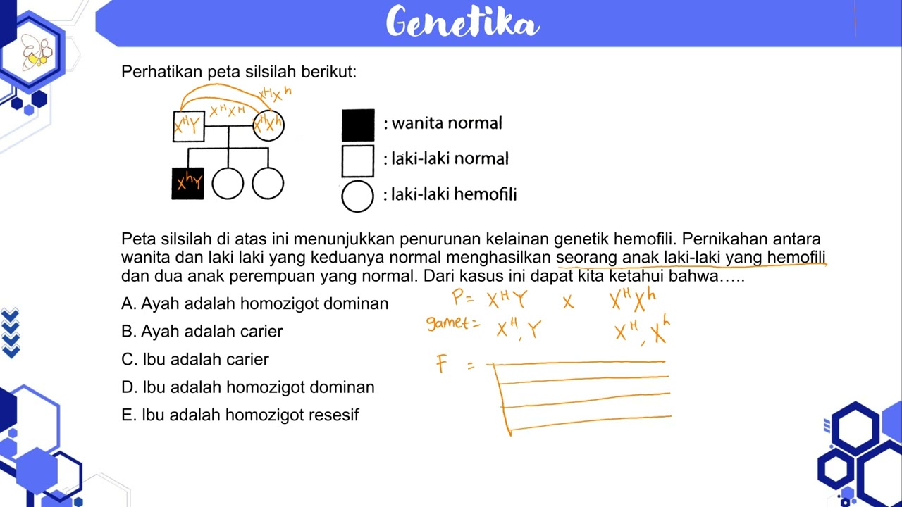 Peta silsilah di atas ini menunjukkan penurunan kelainan genetik...  dapat kita ketahui bahwa…..