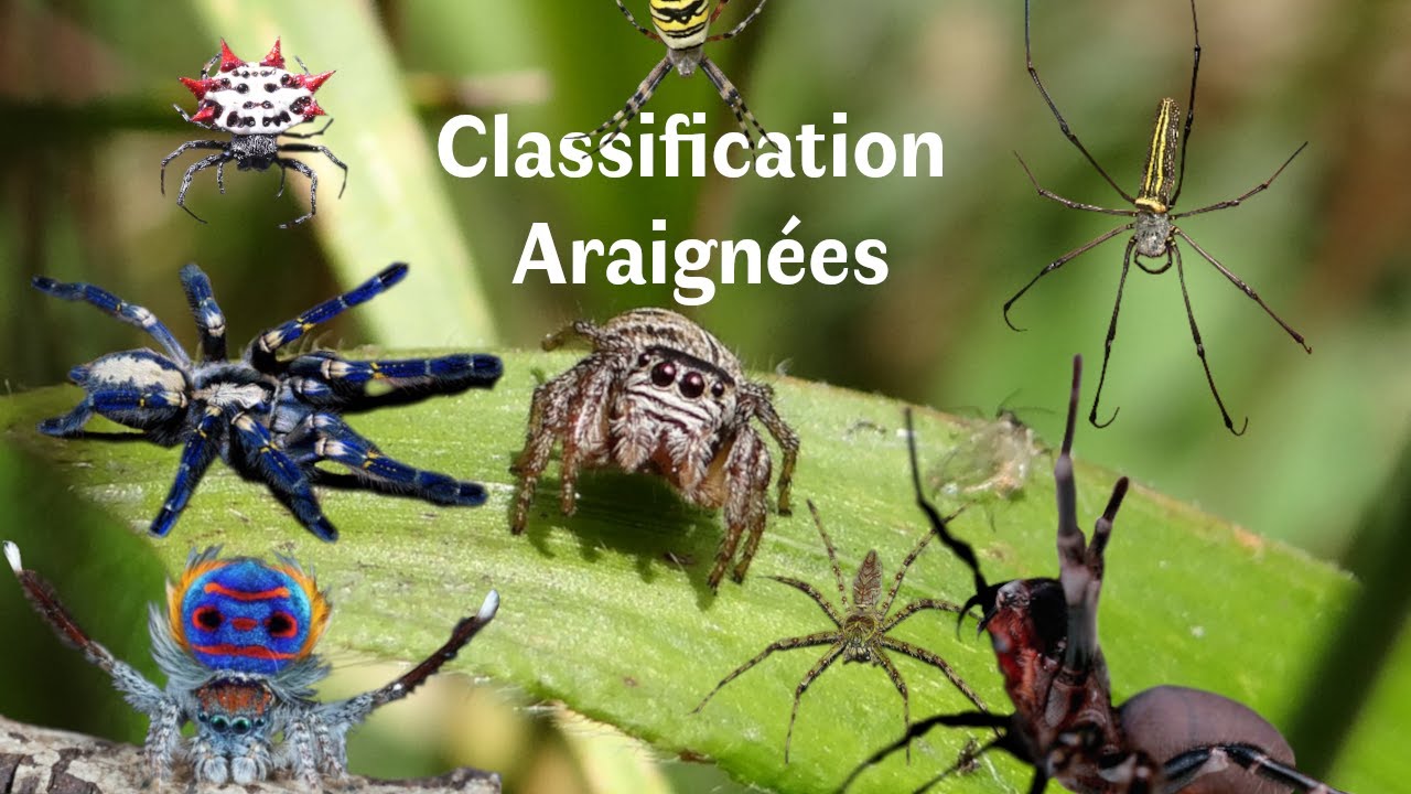 Les Araignées (Zoologie)