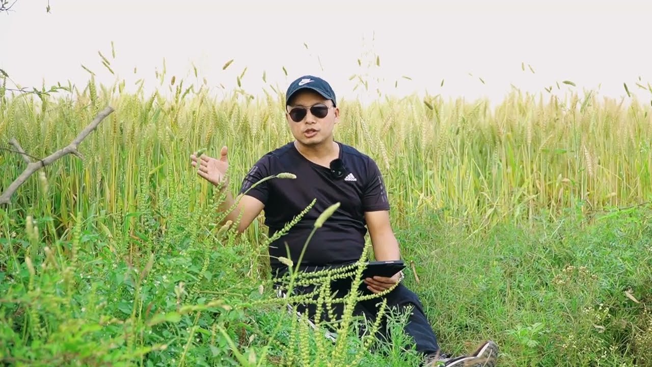 Tingwang dage Kuabambe