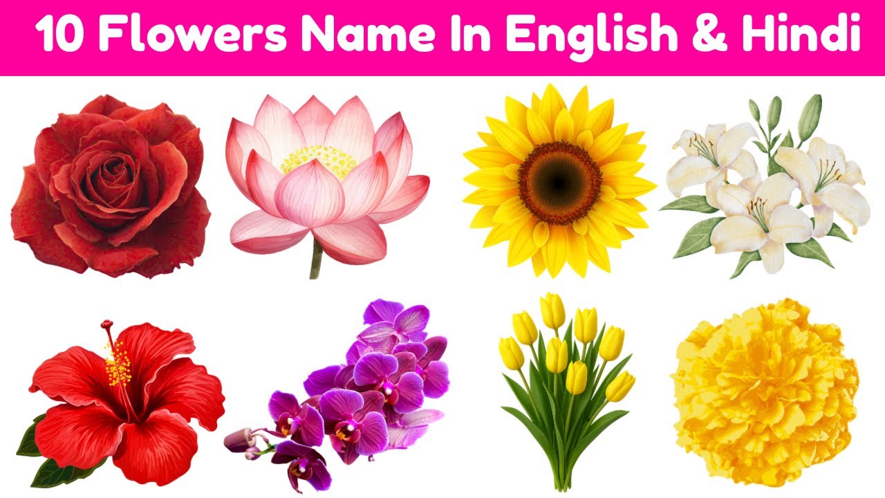 10 फूलों के नाम | | Learn Flowers Name | Flowers Name in English Hindi | Flowers Name With Pictures 