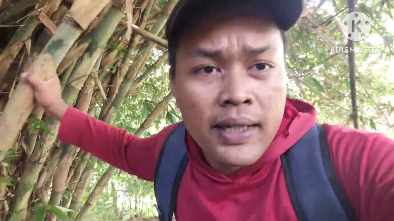 KEUNIKAN BAMBU UNIK PETUK JALU ASLI ALAMI