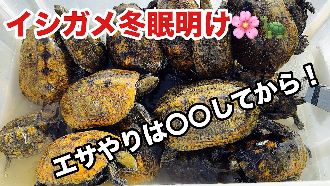 ニホンイシガメ冬眠明け、いつからエサやるか基準など解説！