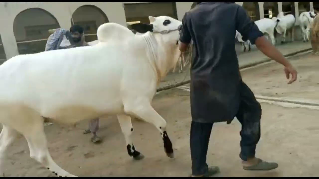 Gulf Cattle Farm Part IV #avisittogulfcattlefarm
