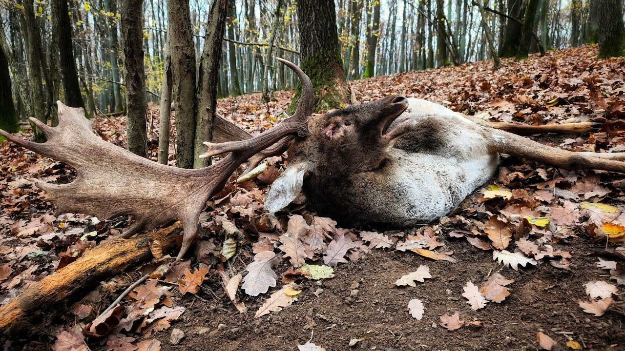 ZHODY 2025 - dva úhyny danielov vedľa seba / Fallow deer