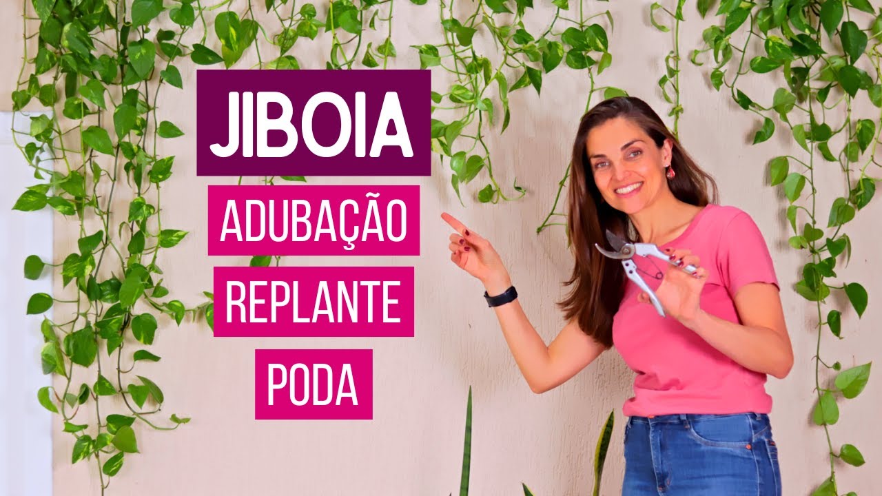 REPLANTEI minhas JIBOIAS após 3 ANOS + PODA e ADUBAÇÃO COMPLETA