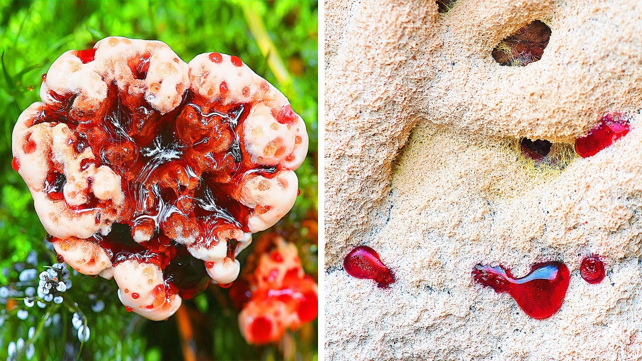 Si Tu Vois L'une De Ces Plantes Ou Créatures, Recule Immédiatement