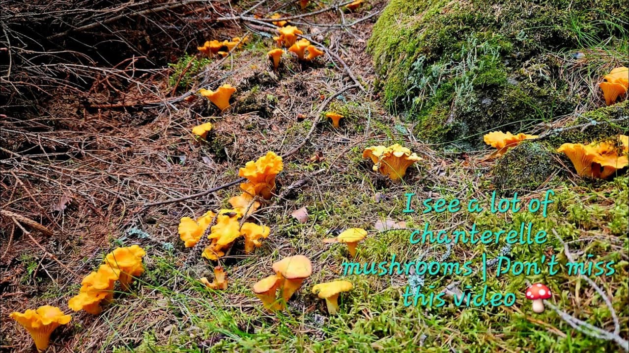 I see a lot of chanterelle mushrooms | Don´t miss this video.🍄