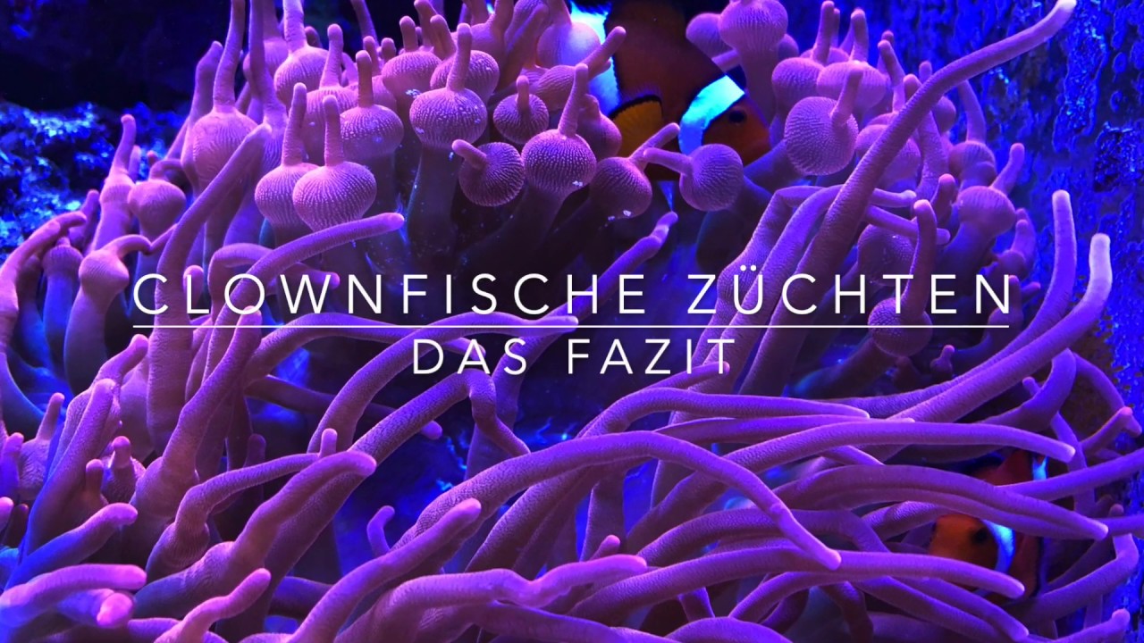 VLOG: Falsche Clownfische z&uuml;chten: Das Fazit