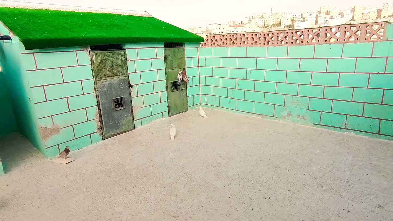 صيد اليوم باكستاني احمر شلع قلع فزعتكم يا شباب في الاشتراك في القناة 🥰😘🥰