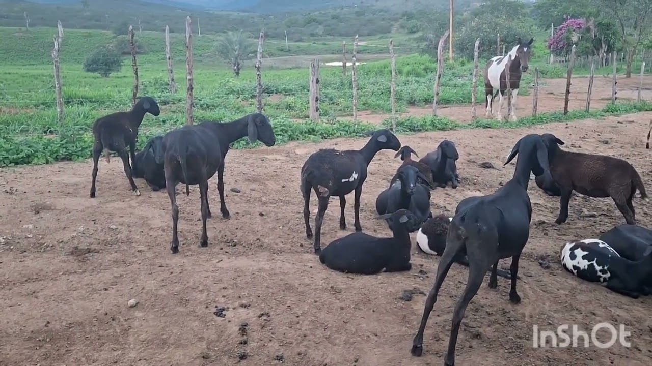 FIM DE TARDE, ENCERRANDO AS ATIVIDADES