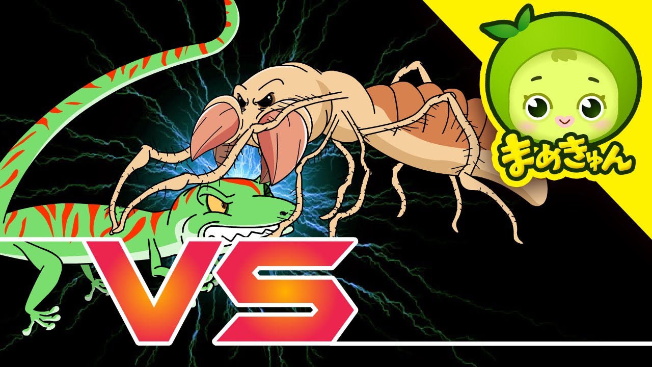 ヒヨケムシ vs ニホンヤモリ | 動物バトル | まめきゅん MAMEKYUNN