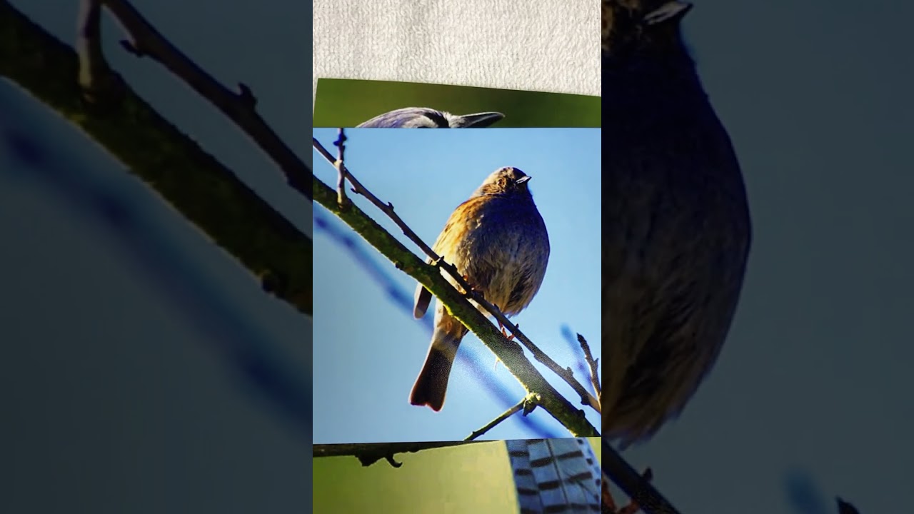 Famous bird behaviorist and celebrated bovine physiologist gives 10 reasons to not trust birds