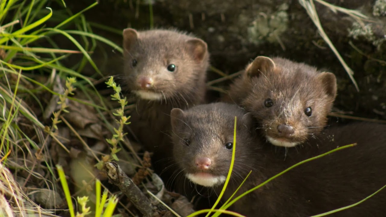 The Mink: The Silent Predator of Forests and Rivers: Origin, History, Biology, Behavior.#animals