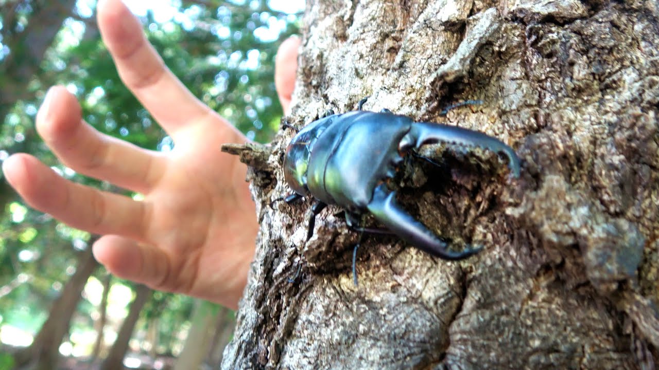 ツシマヒラタクワガタ激獲れ