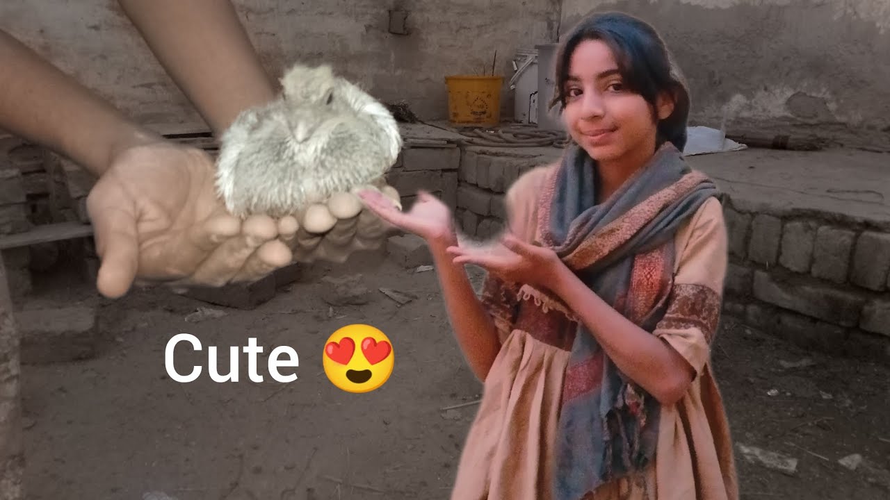 Humara kabooter ka bachay ka feathers 🪶 ana start ho gye