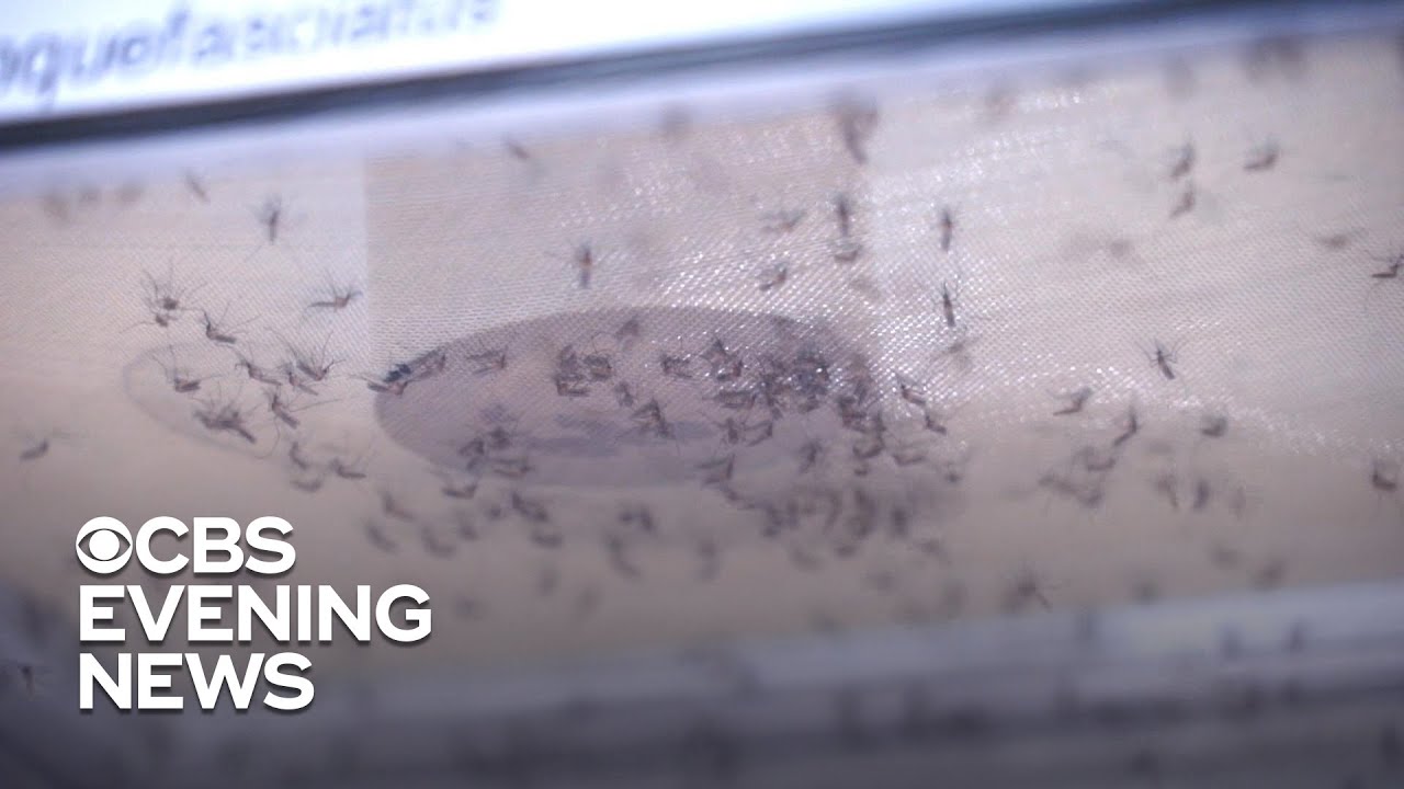 At least 7 dead from rare disease spread by mosquitoes