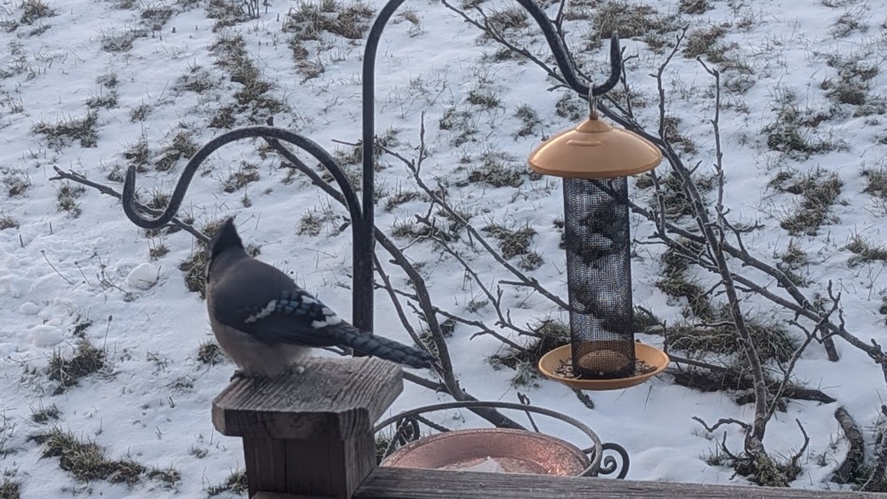 Snowy Mix Bird