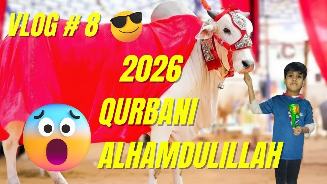 2026 Qurbani Cow 😱 | Alhamdulillah Beautiful Decorated Cow (Vlog #8)