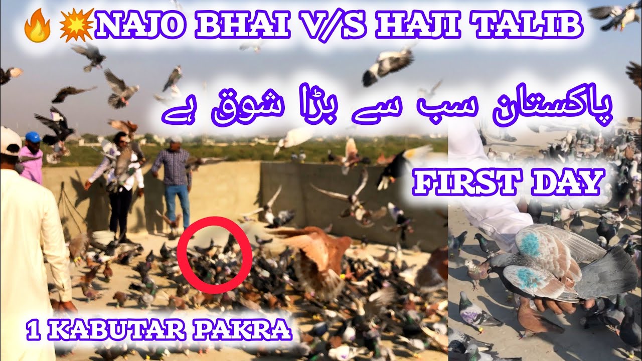 💥🔥Najo Bhai V/S Haji Talib | 500 500 New Gola Kabootar Ki Lariyan 2025 | First Day | 1 Kabutar Pakra