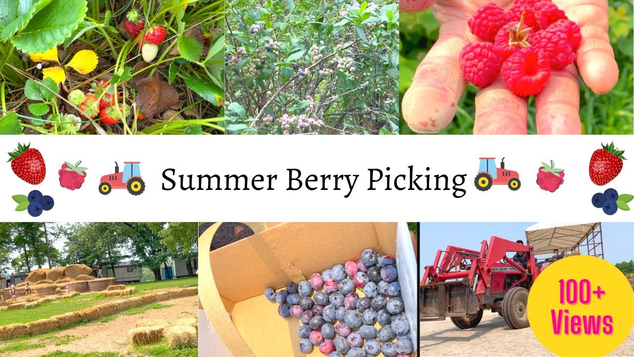 Picking Summer Berries in Tamil | Canada Tamil Vlog |  Things to do in Toronto | Blueberry picking