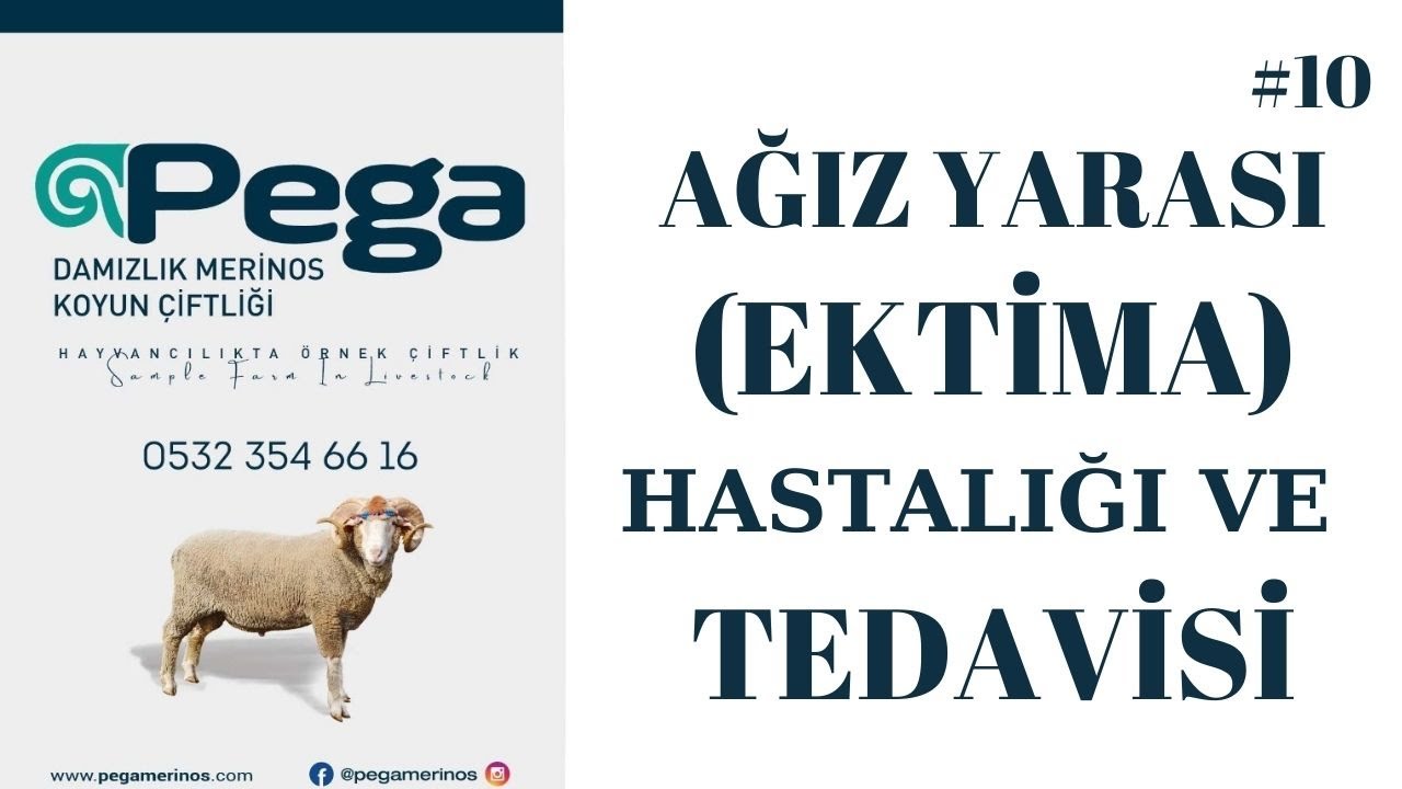 KUZULARDA AĞIZ YARASI ( EKTİMA ) HASTALIĞI VE TEDAVİSİ