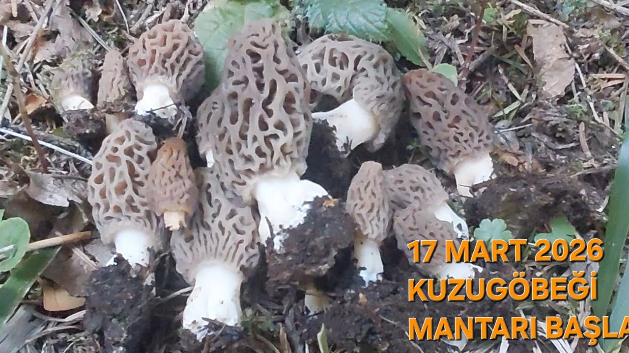 17 MART 2026  MÜJDE KUZUGÖBEĞİ MANTARI BAŞLADI=BOLU