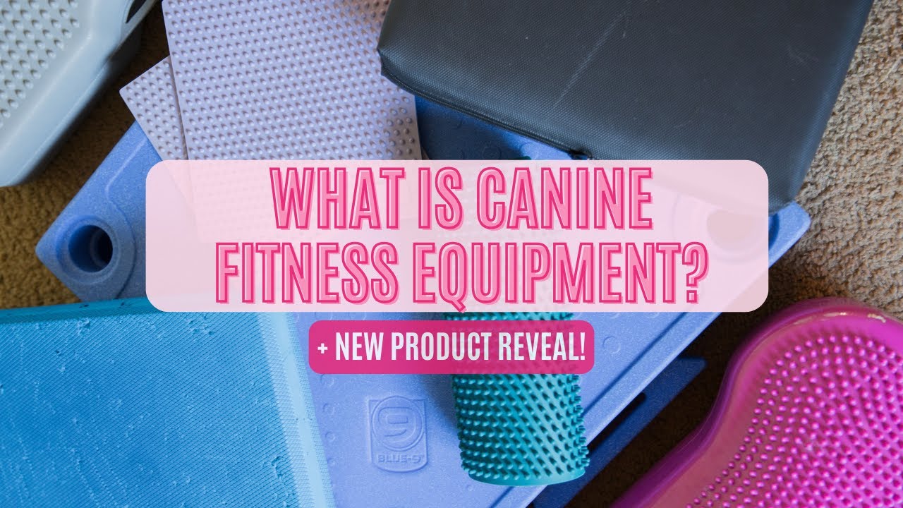 What Is Canine Fitness Equipment And What Does It Do
