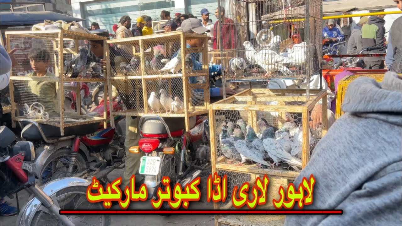 Lahore Lari adda kabootar Mandi | #kabootar  #pigeon  #kabootarbazi  #pigeonlover #pigeonmarket